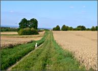 Wiesenweg durch die Felder