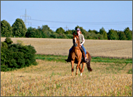 Galopp auf dem Stoppelfeld