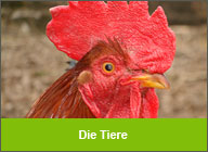 Die Tiere