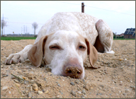 Hund