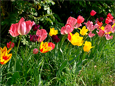Bunte Tulpen
