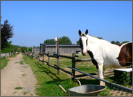 Weg auf der Reitanlage